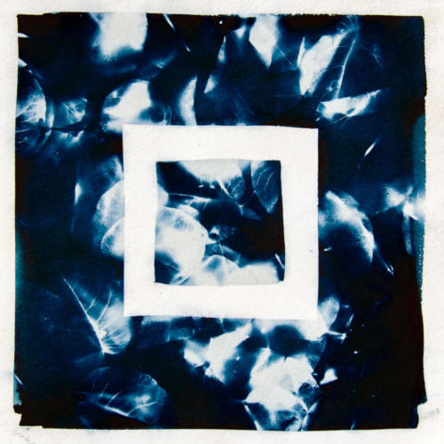 untitled (bougainvillea)